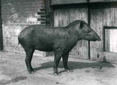 Ein brasilianischer oder südamerikanischer Tapir im Londoner Zoo, September 1922 von Frederick William Bond